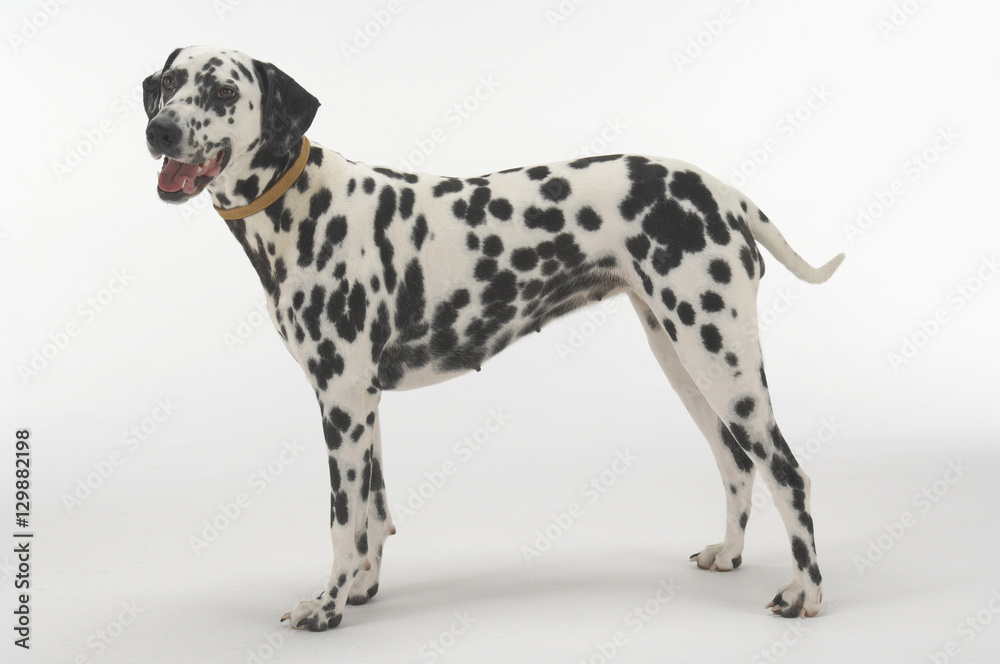 Side view of Dalmatian standing against gray background