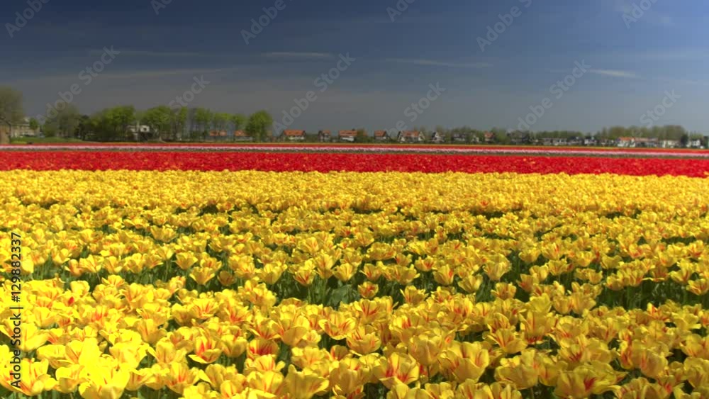 CLOSE UP: Big vast field of stunning red and yellow tulips dancing in the wind CLOSE UP: Big vast field of stunning red and yellow tulips dancing in the wind
