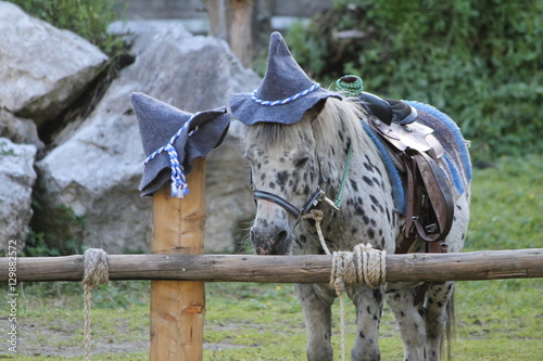 pony