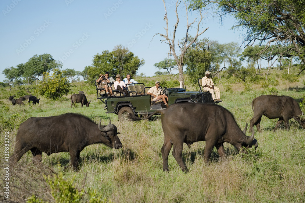 Herd of African buffaloes (Syncerus caffer) with tourists in jeep in background
