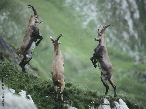 Canvastavla Three rearing alpine ibexes