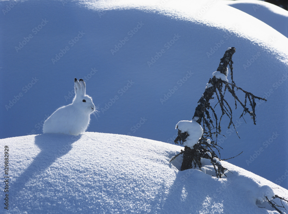 Obraz premium Arctic hare