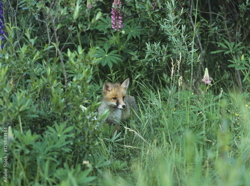 Obraz premium Fox cub standing by bushes