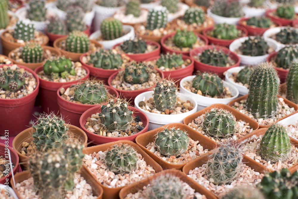 Fototapeta premium Set cactus, succulent plants in pot,