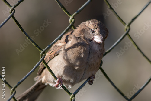 Female Sparrow sitting in a fence