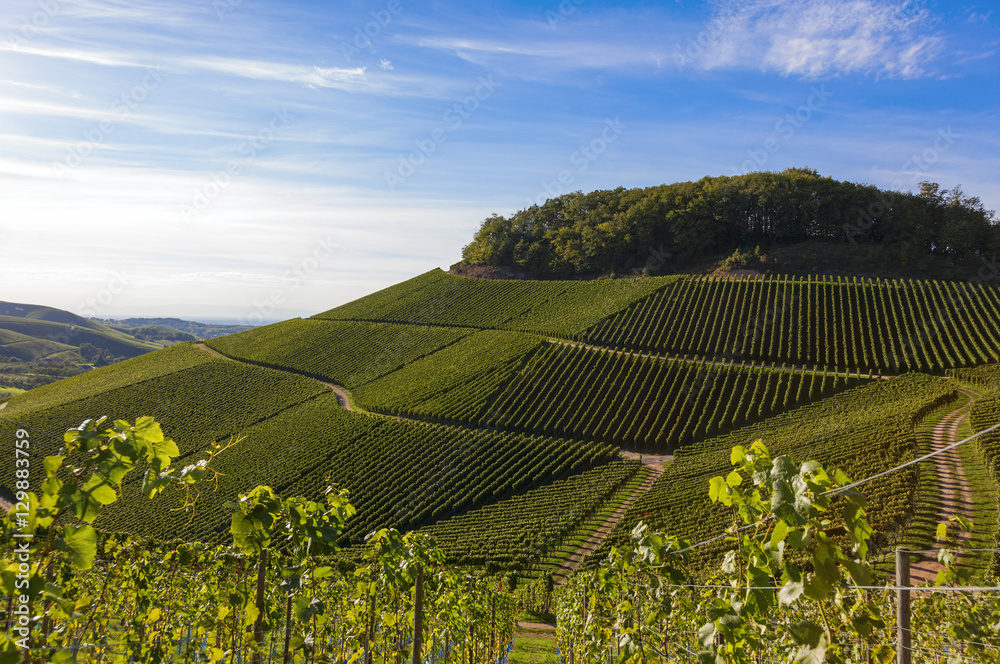 verdant vineyard landscape and hills in summer