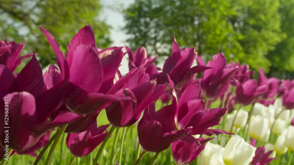 CLOSE UP: Endless row of colorful flowering tulips at touristic garden park CLOSE UP: Endless row of colorful flowering tulips at touristic garden park