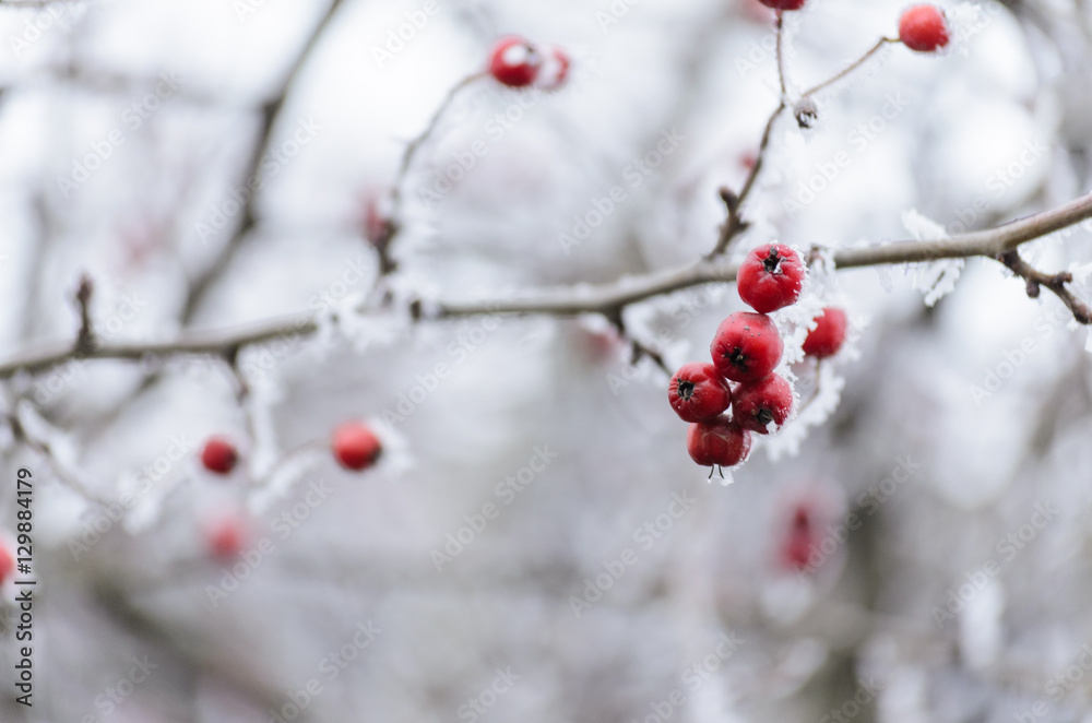 Hawthorn berries covered in frost