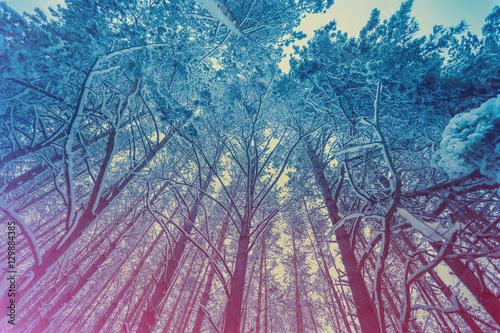 Pine snowy forest in winter. Gradient color