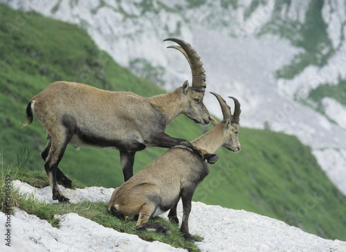 Couple of alpine ibexes