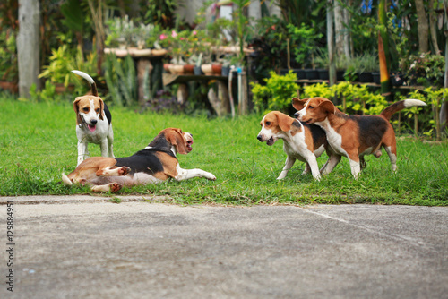 Fototapeta Naklejka Na Ścianę i Meble -  Happy beagle dogs playing in lawn
