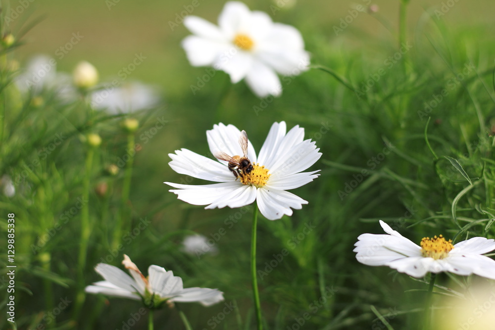 Bee on cosmos flower. Bee on cosmos flower.