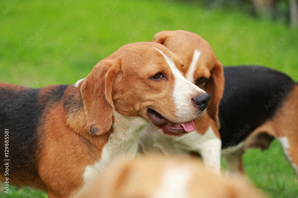 Happy beagle dogs playing in lawn
