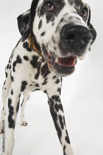 Closeup of a Dalmatian standing against white background © moodboard