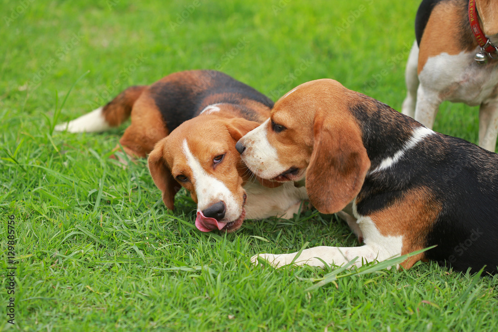 Happy beagle dogs playing in lawn
