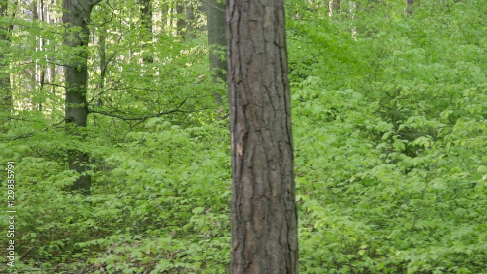 custom made wallpaper toronto digitalSLOW MOTION CLOSE UP: Young green trees in lush dense forest in springtime