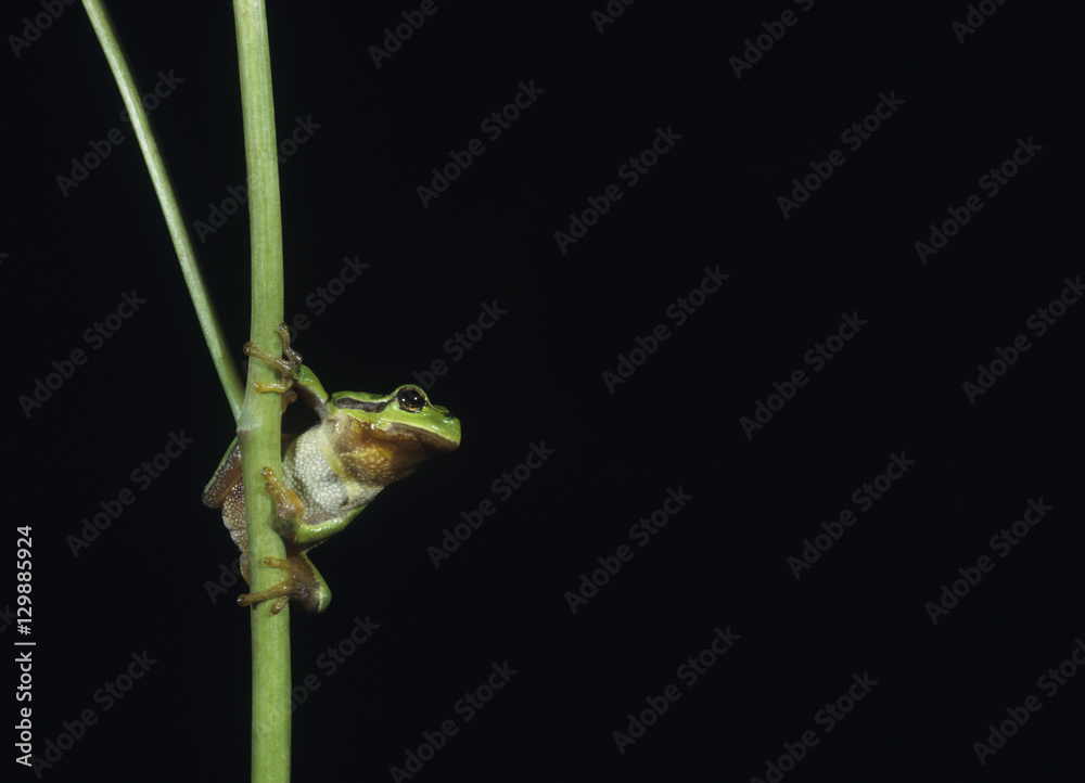 Obraz premium Tree frog balancing on stalk