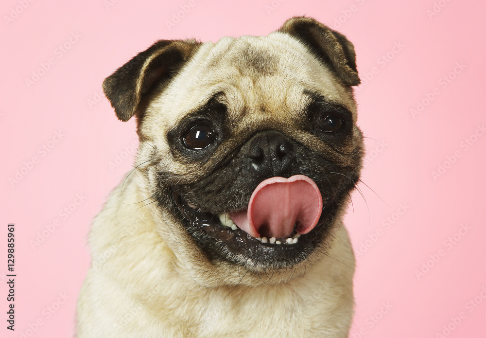Closeup portrait of a cute pug sticking out tongue against pink background