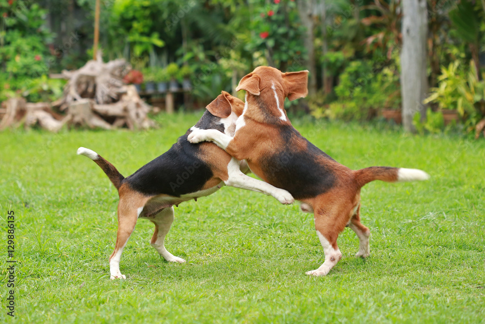 Happy beagle dogs playing in lawn
