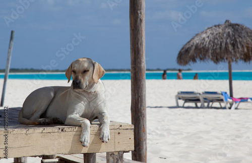 happy  dog resting on the porch of a house in the Caribbe photo
