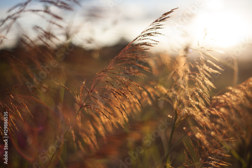 Warm Grass