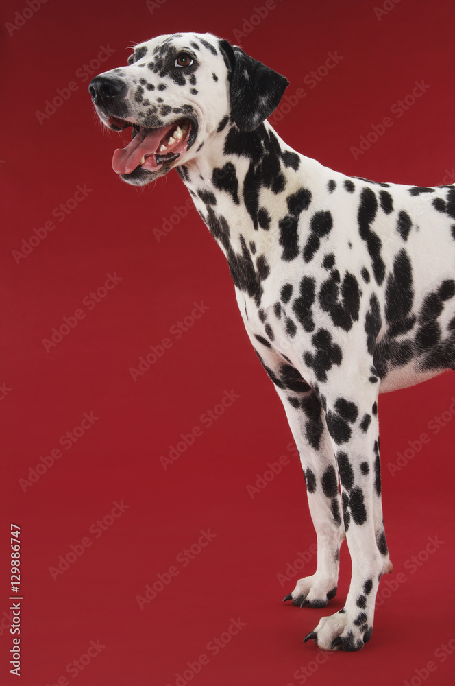 Side view of a Dalmatian standing against red background