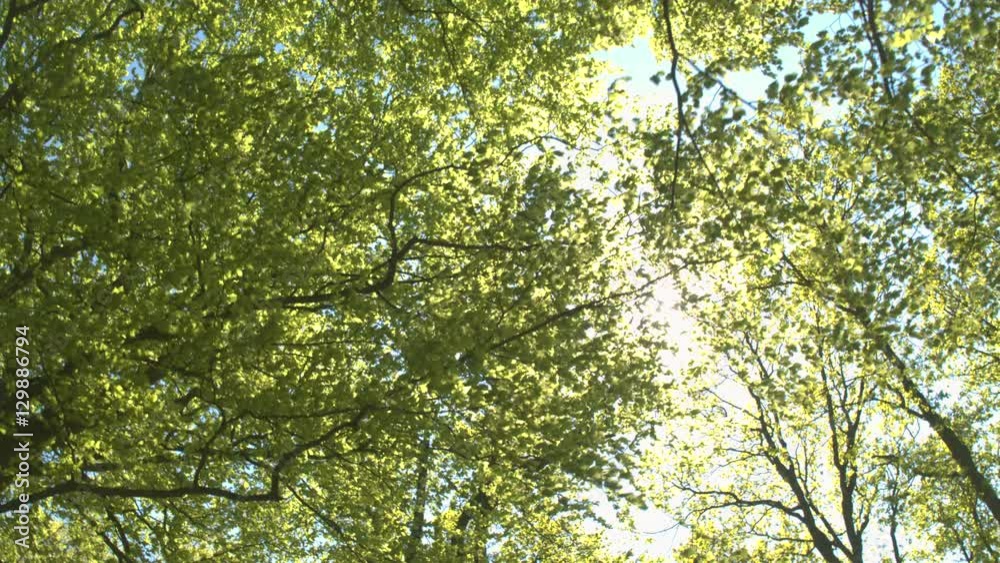 Sunbeams shining through lush green tree canopies and branches in sunny spring Sunbeams shining through lush green tree canopies and branches in sunny spring