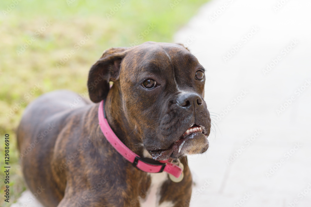 Boxer breed dog in a pink collar. portrait domestic animal dog