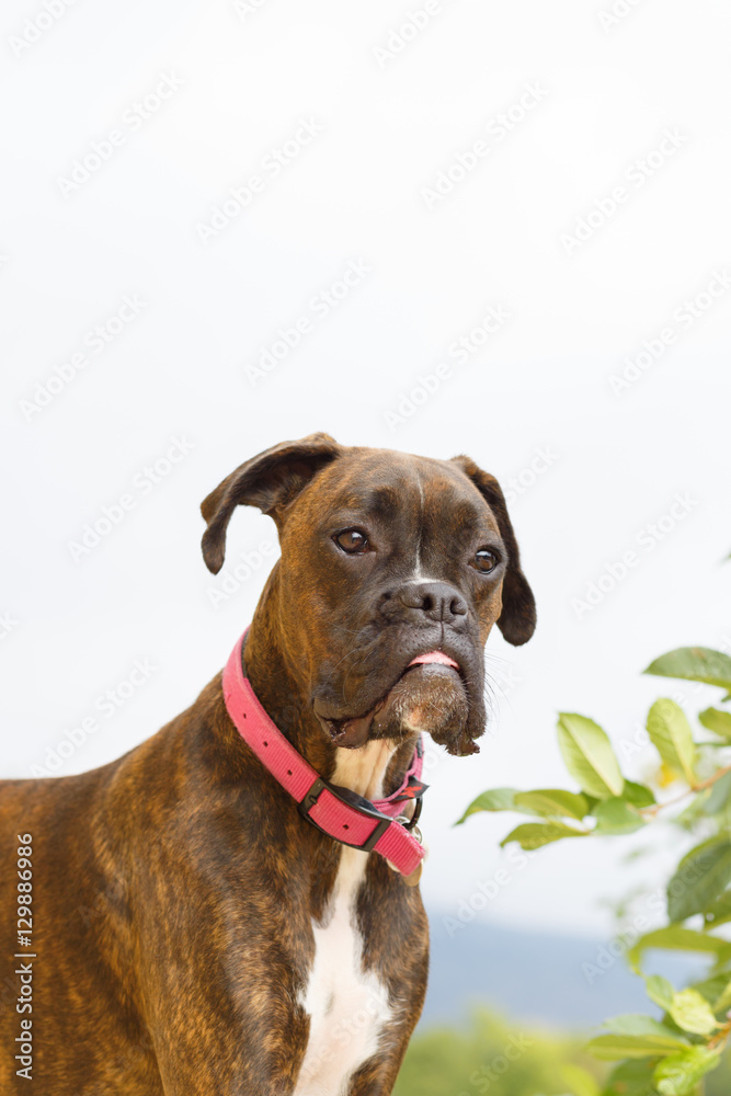 Portrait of an adult dog breed boxer on the street during the day. Pets