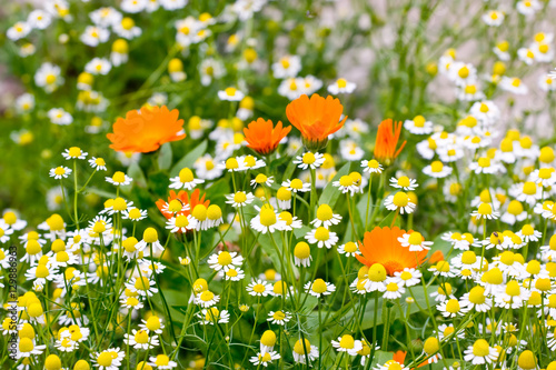 Chamomiles field