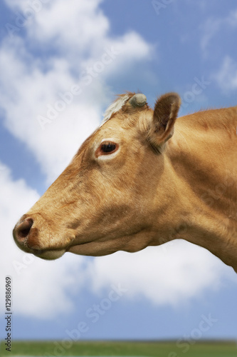 Closeup side view of a brown cow in field against sky and clouds