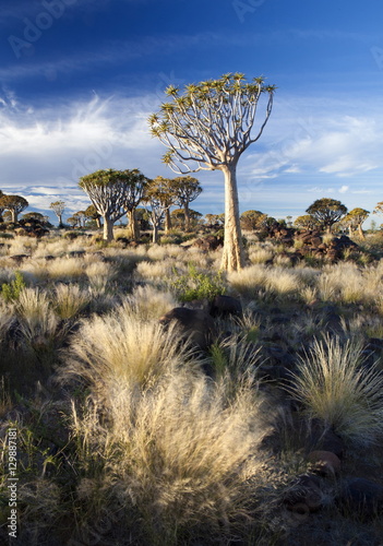 Quiver trees (Aloe Dichotoma), also referred to as Kokerboom, in the Quivertree Forest on Farm Gariganus near Keetmanshopp, Namibia photo