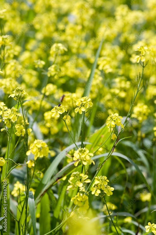 Yellow rape flowers