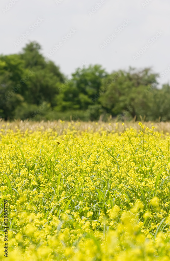 Yellow rape flowers