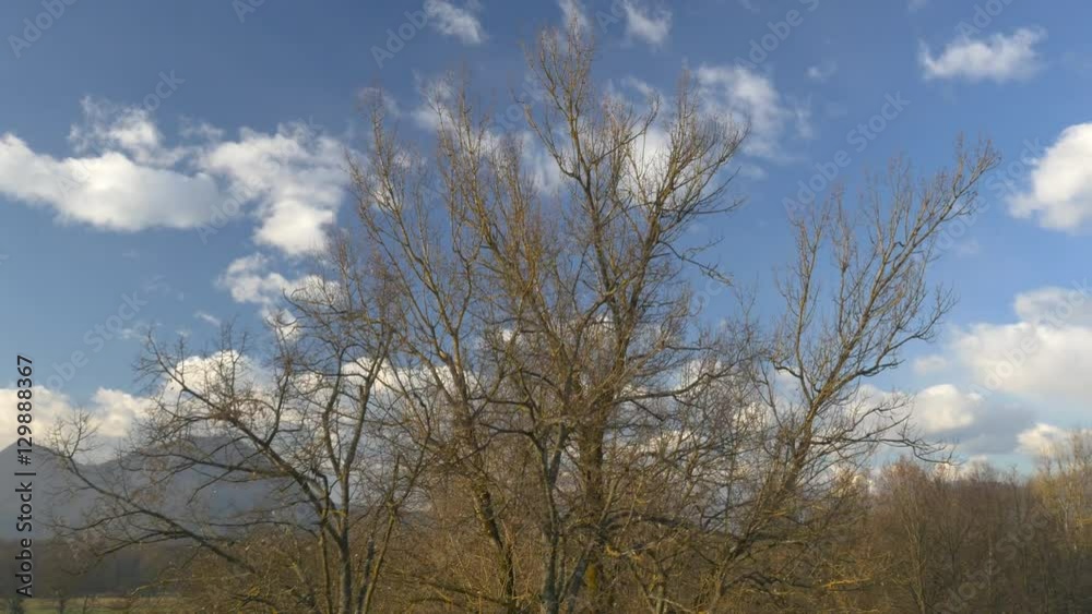 AERIAL: Flying around the bare trees against the blue sky AERIAL: Flying around the bare trees against the blue sky