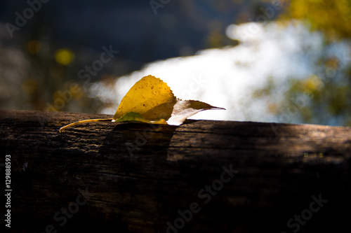 Fiori e foglie in autunno photo