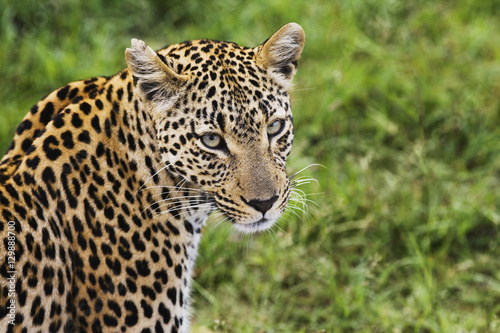 Close-up of leopard  Panthera pardus  looking at camera