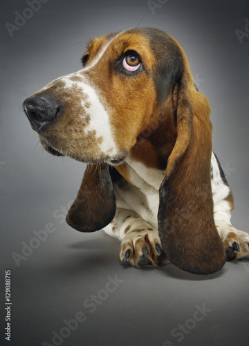 Fotografie, Tablou Closeup of Basset hound sitting against background
