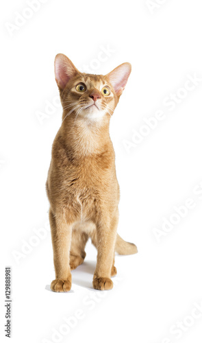 red cat looking at a white background