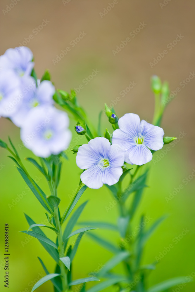 Blue flax flowers