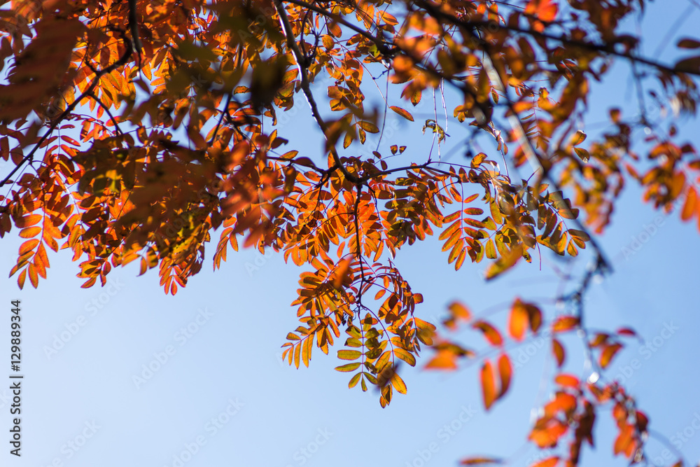 Branch with red leaves against the sunlight Branch with red leaves against the sunlight