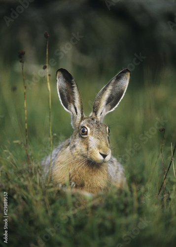 Hare sitting on grass © moodboard