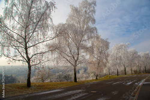 Winter landscape