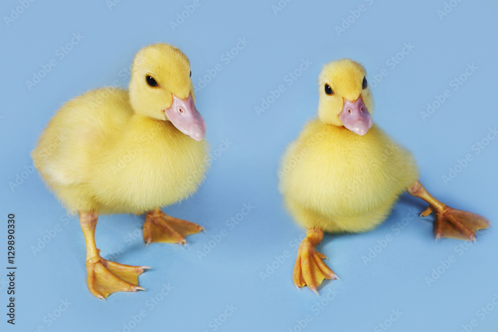 Two ducklings against blue background