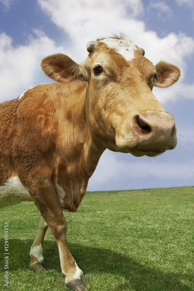 Closeup portrait of a brown cow walking in field