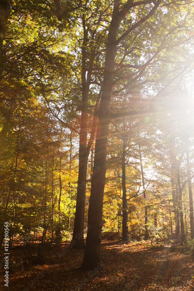 Colourful autumn scene with abstract lens flare
