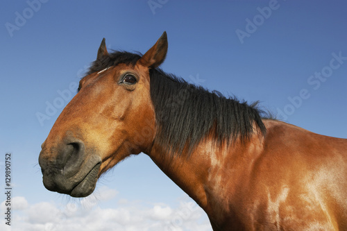 Closeup portrait of a brown horse against the sky © moodboard
