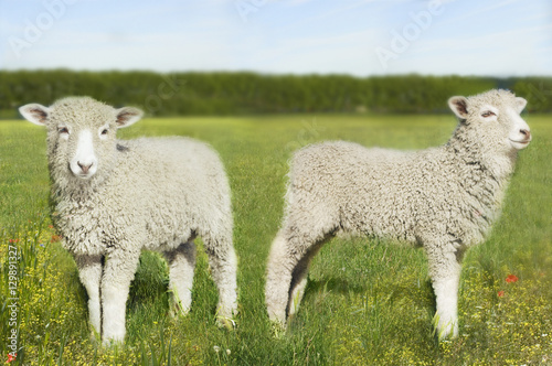 Two lambs standing in the field