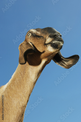 Closeup low angle view of a Nubian goat against clear blue sky