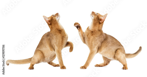Canvastavla red cat looking